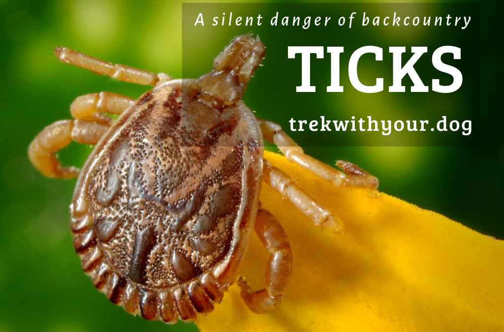 where do ticks hide on dogs